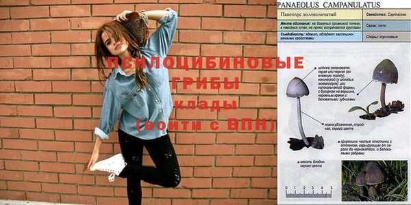 apvp Алзамай